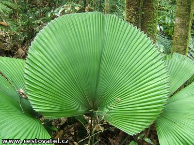 لیکوآلا پالم , licuala palm